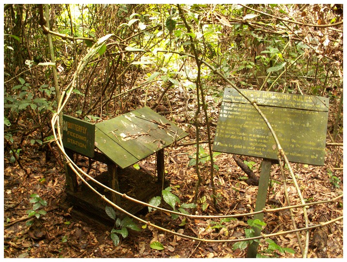 Nationalparken Kakum: En av Ghanas sista plttar av riktig regnskog (resten r avverkad). Hr en Butterfly Feeding Station.